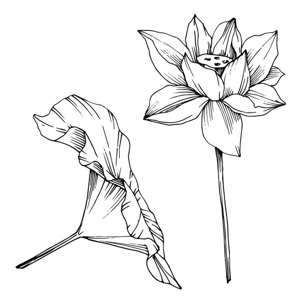Vecteur Lotus fleur botanique florale. Encre gravée en noir et blanc. Élément d'illustration de lotus isolé
. - Vecteur, image