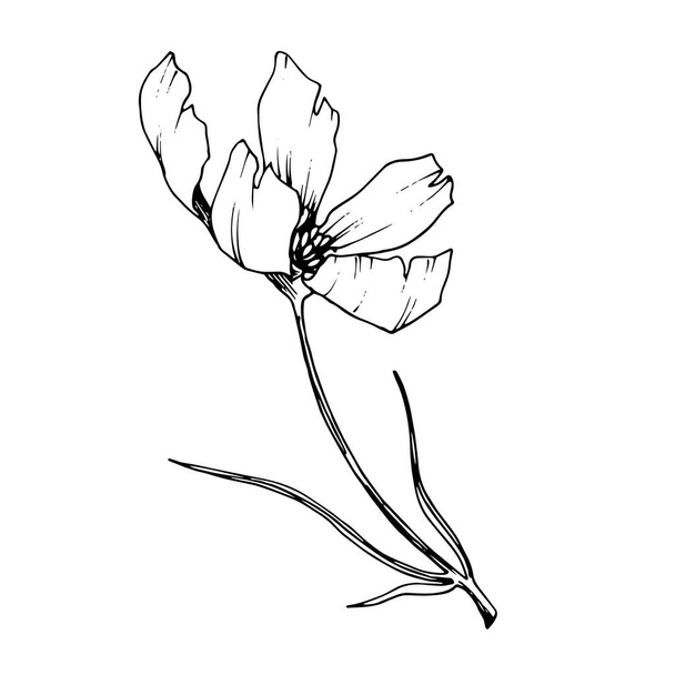 Vector Cosmos flores botánicas florales. Tinta grabada en blanco y negro. Elemento de ilustración de cosméticos aislados
. - Vector, Imagen