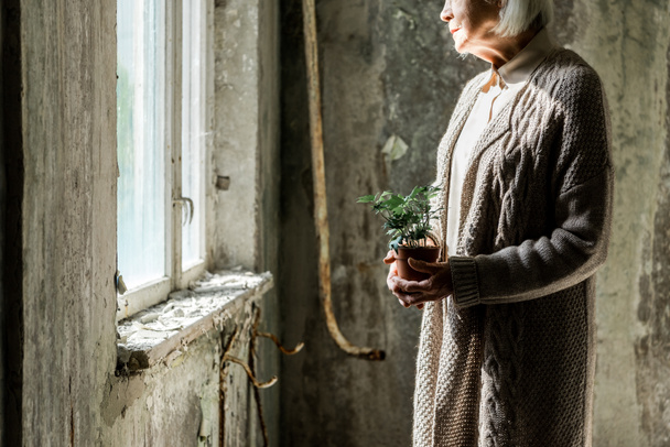 vista recortada de la mujer mayor sosteniendo una pequeña planta en maceta
  - Foto, imagen