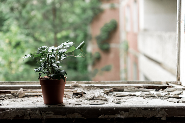 kleine Pflanze mit grünen Blättern im Topf auf der Fensterbank - Foto, Bild