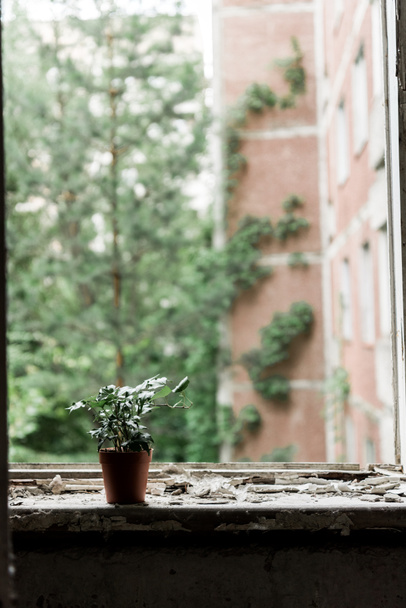 kleine Pflanze mit grünen Blättern im Topf auf schmutziger Fensterbank - Foto, Bild