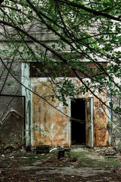foco selectivo de ramitas con hojas verdes cerca de edificio abandonado en chernobyl
  - Foto, imagen