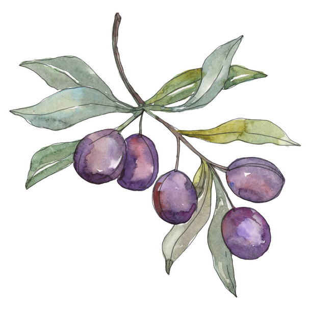 Rama de olivo con fruta negra. Conjunto de ilustración de fondo acuarela. Elemento ilustrativo de aceitunas aisladas
. - Foto, Imagen