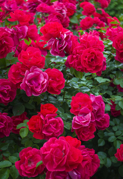 background of red roses flowers - Photo, Image