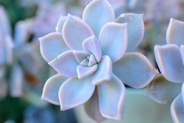 background flower Echeveria or stone rose succulent, macro photo of an unusual plant with dew drops on leaves evergreen that can grow at home a thermophilic plant - Photo, image
