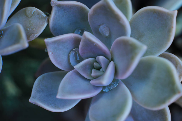 Фоновый цветок Эчеверия или сочная каменная роза, макрофотография необычного растения с капельками росы на листьях вечнозеленых, которые могут расти в домашних условиях термофильного растения
 - Фото, изображение