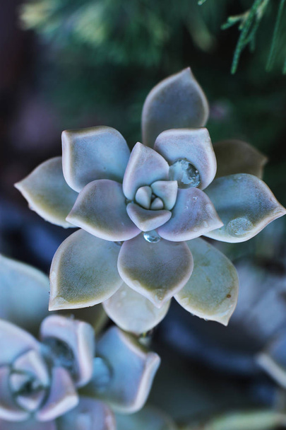 Hintergrund Blume Echeveria oder Steinrose Sukkulente, Makrofoto einer ungewöhnlichen Pflanze mit Tautropfen auf immergrünen Blättern, die zu Hause eine thermophile Pflanze wachsen kann - Foto, Bild