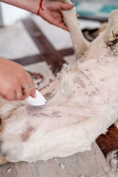 床に横たわるグルーマーで髪を切る混合品種羊飼い犬 - 写真・画像
