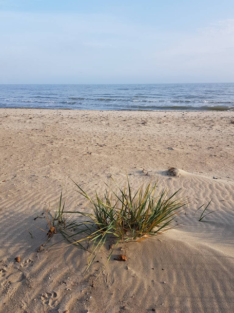 зеленый острый кустарник растет на песчаном пляже, голубое море и небо, морской пейзаж осенью солнечный день
 - Фото, изображение