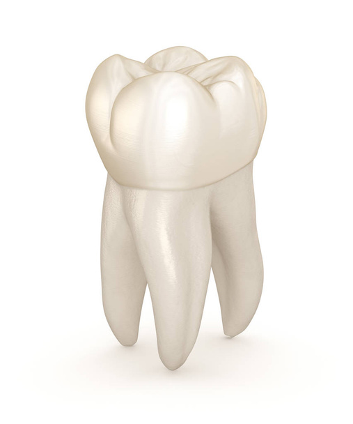 Dental anatomy - First maxillary molar tooth. Medically accurate dental 3D illustration - 写真・画像