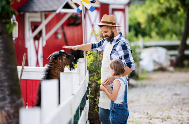 A father with small daughter outdoors on family farm, feeding animals. - Foto, imagen
