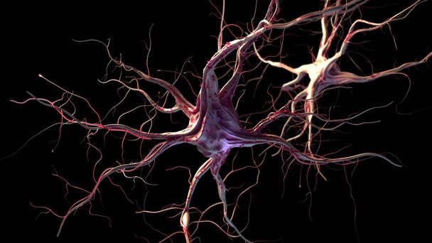 Nervenzellen und Nervensystem - Foto, Bild