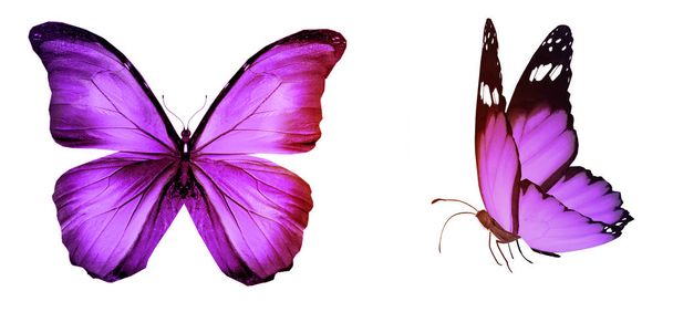 Color butterflies , isolated on white background - Photo, Image