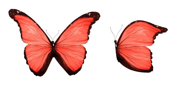 Kolor motyli, izolowane na białym tle - Zdjęcie, obraz