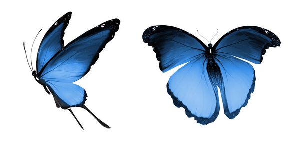 Χρωματικές πεταλούδες, απομονωμένες σε λευκό φόντο - Φωτογραφία, εικόνα