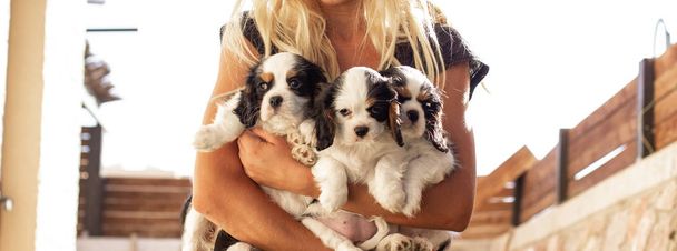 человеческие руки девушки, держащие милые щенки короля Чарльза Кавалера, красивые уход за животными и концепция приюта плакат и обои картина
  - Фото, изображение
