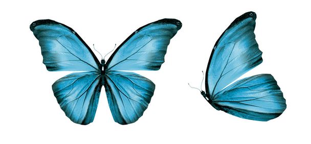 白い背景に隔離されたカラー蝶 - 写真・画像