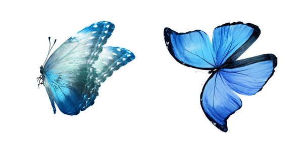 Color butterflies , isolated on white background - Photo, Image