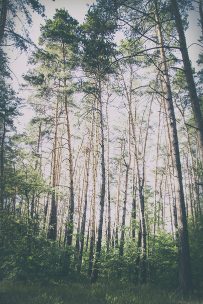 foto de un bosque de pinos de verano
 - Foto, imagen