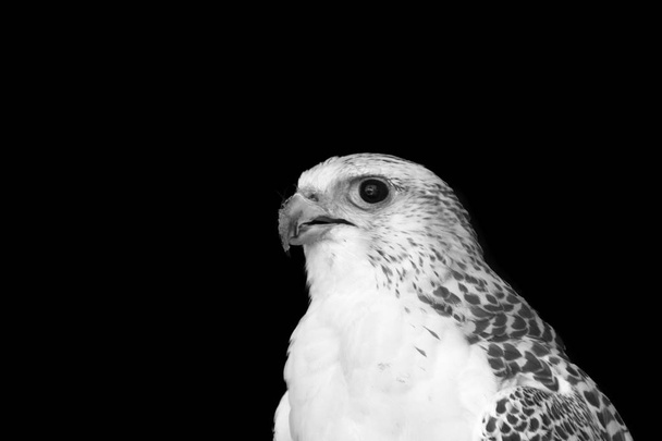 Arctic Falcon, zwart-wit foto - Foto, afbeelding