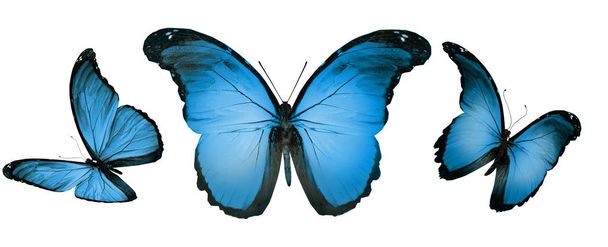 Kleur vlinders, geïsoleerd op witte achtergrond - Foto, afbeelding