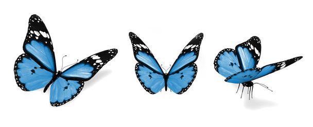 Farbige Schmetterlinge, isoliert auf weißem Hintergrund - Foto, Bild