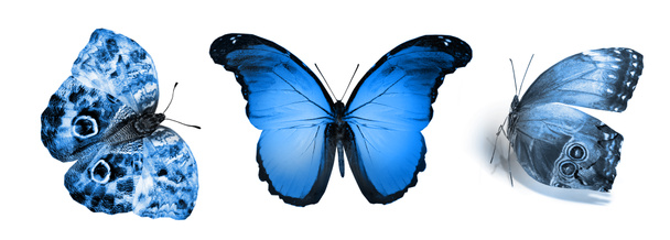 Farfalle di colore, isolate su sfondo bianco - Foto, immagini