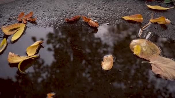Őszi pocsolya lehullott sárga levelekkel - Felvétel, videó