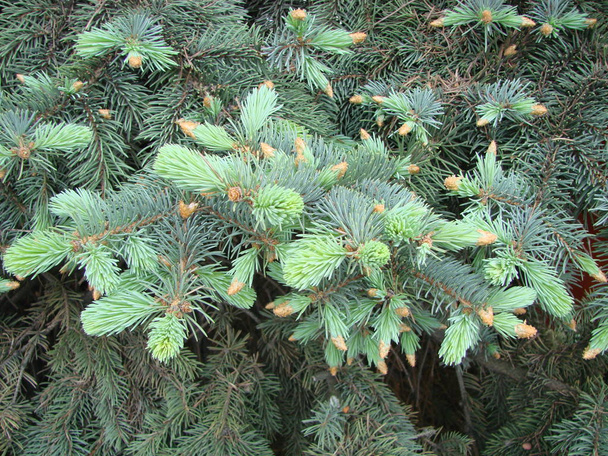 Spruce branch. Beautiful branch of spruce with needles. Christmas tree in nature. Green spruce. - Photo, image