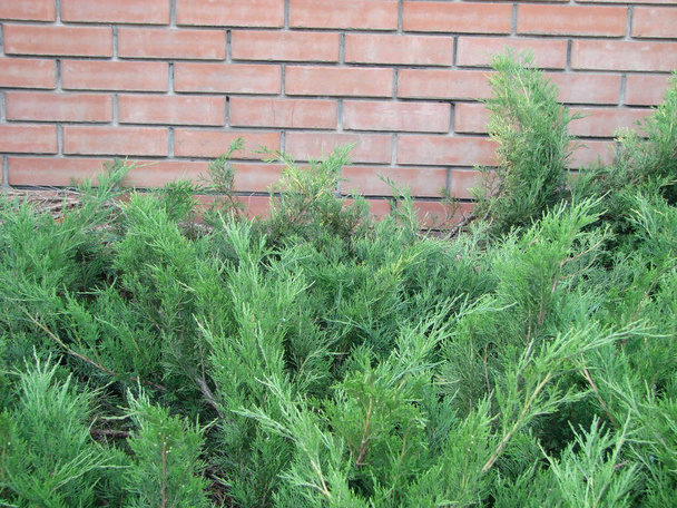 Juniper bush in the park. Green bush of juniper on a brick wall background. A photo. - Фото, зображення