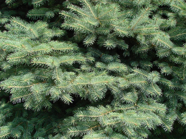 Blue spruce, green spruce, blue spruce, with scientific name Picea pungens, is a species of spruce tree. - Photo, image