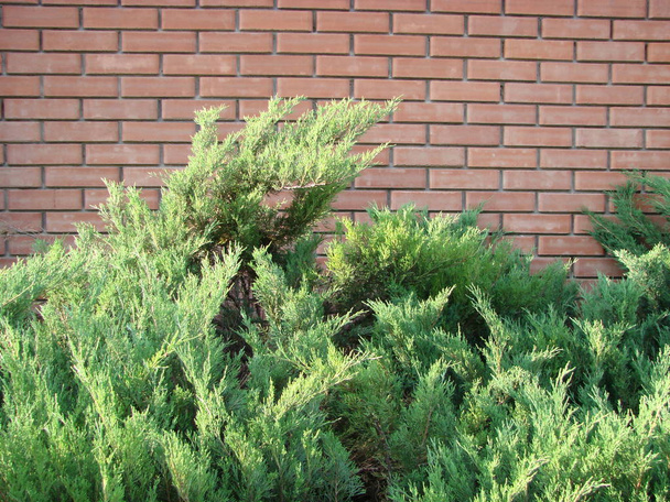 Juniper bush in the park. Green bush of juniper on a brick wall background. A photo. - Foto, imagen