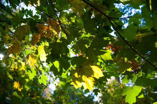 Journée ensoleillée d'automne dans le parc de la ville - Photo, image