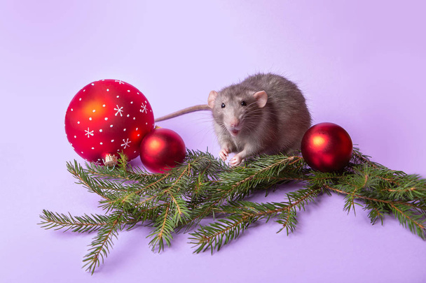 Charming pet. Decorative rat Dumbo with lilac background.  Branches spruce, Christmas toys. Year of the rat. Chinese New Year.  - Fotoğraf, Görsel