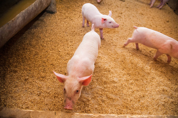 Kotieläiminä pidettävät siat maatilalla
 - Valokuva, kuva