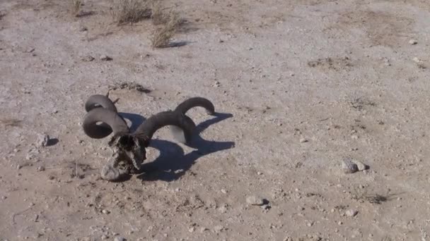 Kudu антилопи череп лежав на піщаному ґрунті в заповіднику Moremi Game, Дельта Окванґо, Ботсвана, Африка - Кадри, відео