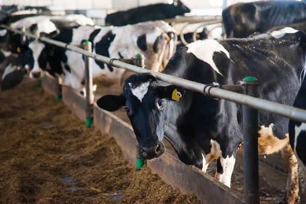 αγελάδες σε μια φάρμα. αγελάδες γαλακτοπαραγωγής - Φωτογραφία, εικόνα