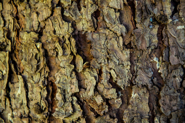 Details of the bark of the tree - Photo, Image