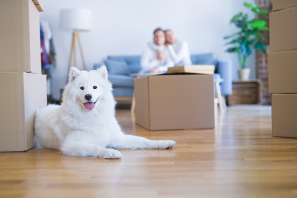 Молодая красивая пара с собакой, сидящей на диване в новом доме вокруг картонных коробок
 - Фото, изображение