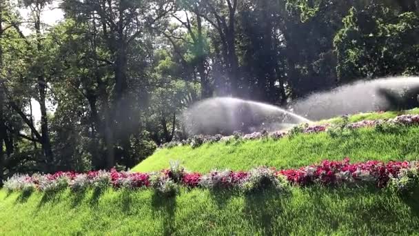 V parku zalévává květiny a trávníky. Zalévání rostlin. V letním horkém počasí zalévat květiny - Záběry, video