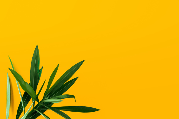 Folhas de plantas tropicais verdes fecham-se isoladas no fundo amarelo. Fotografia de alta natureza criativa contraste. Textura abstrata com espaço para texto
. - Foto, Imagem