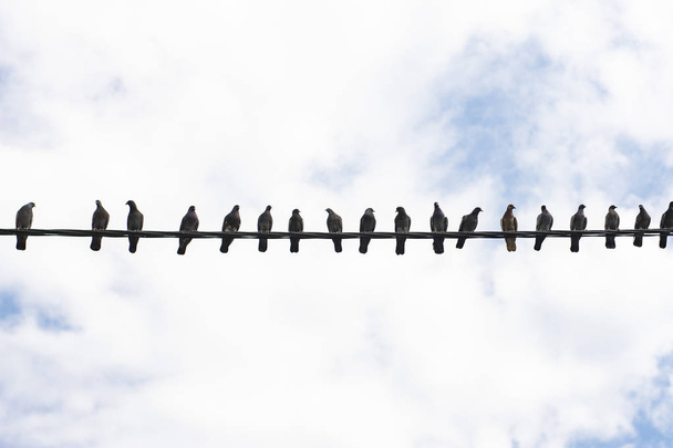 Pigeons are sitting on electric wire - Zdjęcie, obraz