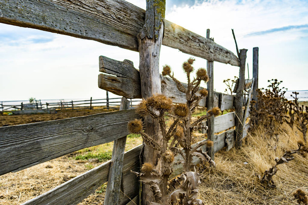 乾燥した茶色のゴボウ、背骨は田舎の木製の古いフェンスの近くに成長する - 写真・画像