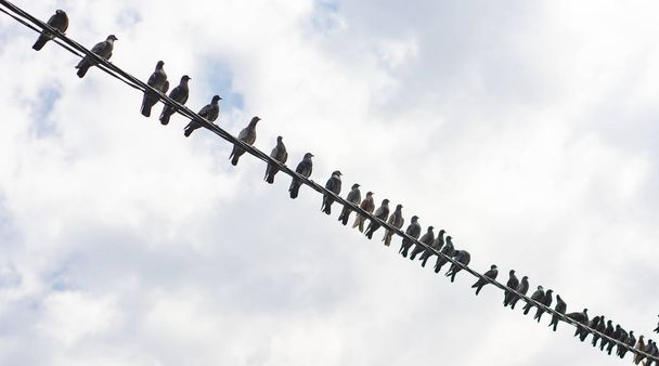 Las palomas están sentadas en un cable eléctrico
 - Foto, imagen