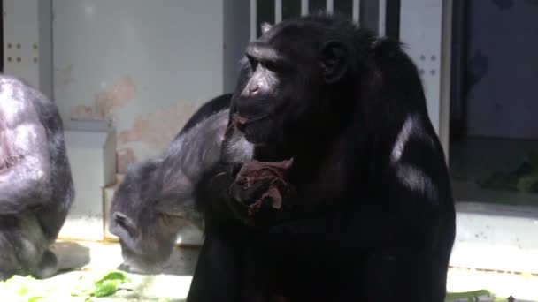 lähikuva simpanssi syö ruokaa, eläintarha eläinten ruokinta, Yhteinen aikuinen simpanssi, Uhanalainen eläinlaji Afrikasta
 - Materiaali, video