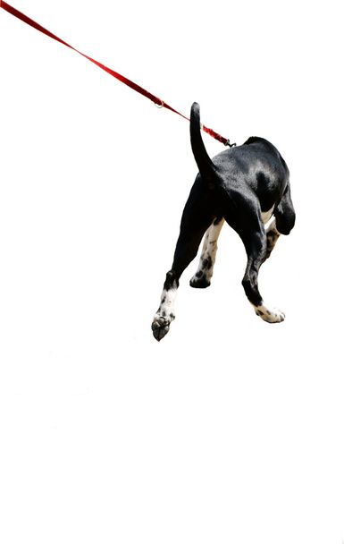 Σκύλος με λουρί - Φωτογραφία, εικόνα