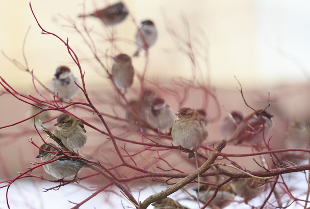 A flock of sparrows on a red branch - Photo, Image
