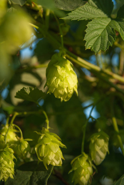 Hops growing wIld outdoors amongst Brambles in sun. Used for brewing beer, stout, ale, lager, bitter, IPA etc. - Foto, Imagem