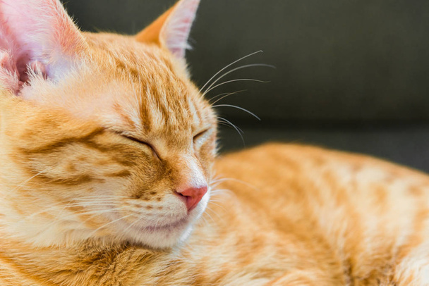 眠っているかわいいオレンジ色のタビーキティ猫のクローズアップ. - 写真・画像