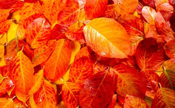 textura, fundo, padrão, folhas de outono, co saturado brilhante
 - Foto, Imagem